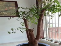 其它圖